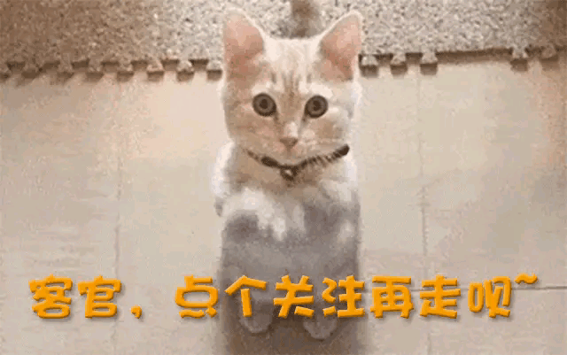 的称号, 也创下了, 并上升到人